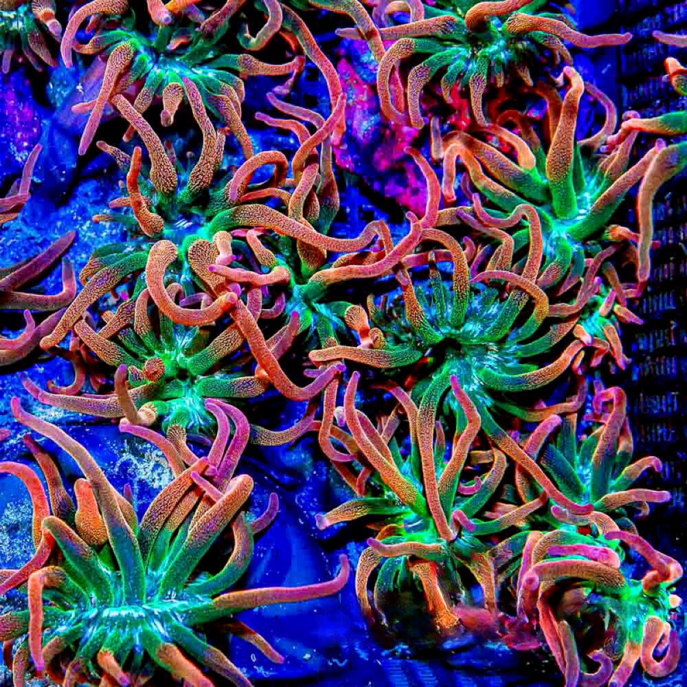 Rainbow Inferno Bubble Tip Anemone (Aquacultured Anemones)