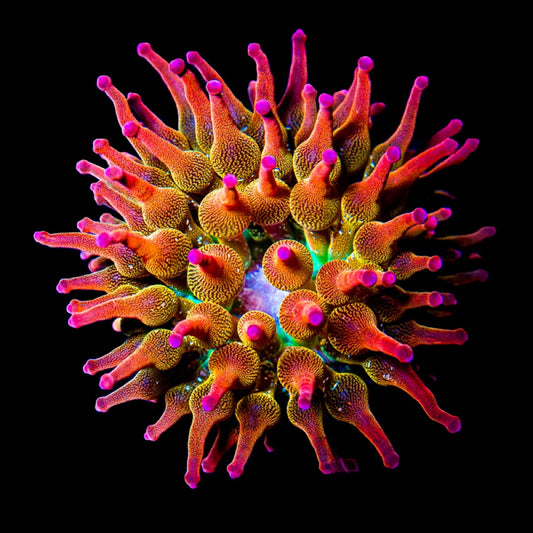 Rainbow Bubble Tip Anemone (Aquacultured Anemones)