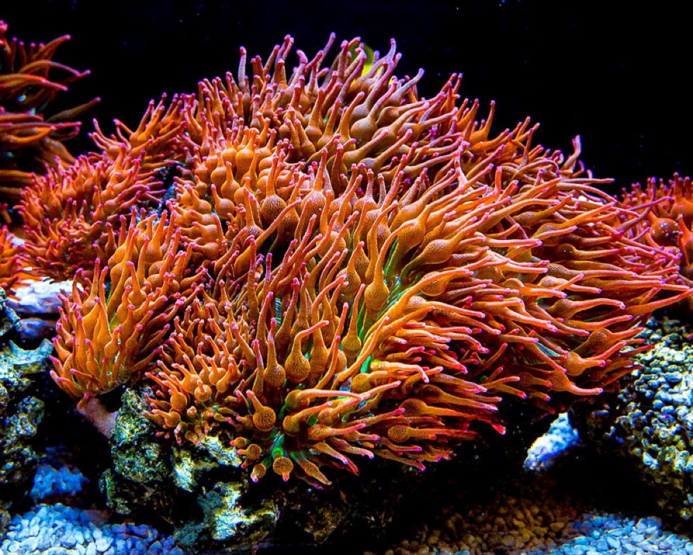 Rainbow Bubble Tip Anemone (Aquacultured Anemones)