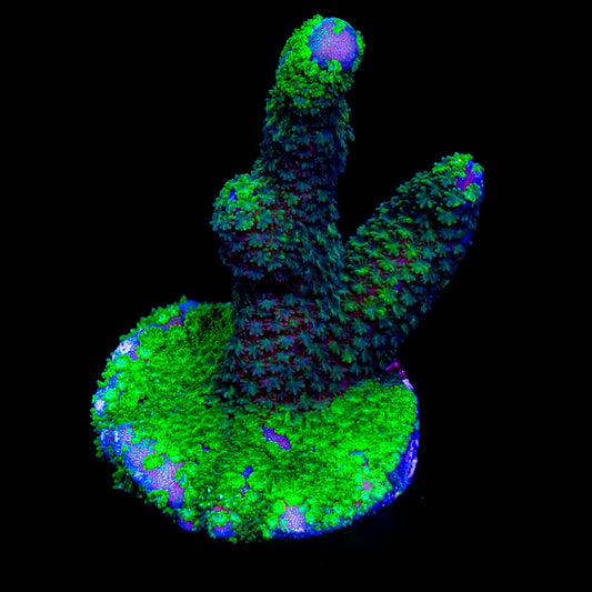 Green Machine Montipora Digitata (Aquacultured) Size: M 0.75" to 1" Approx Frag