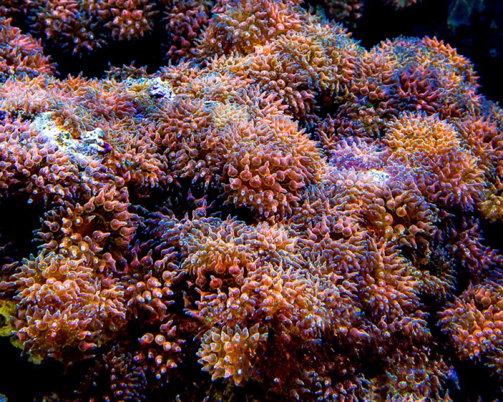 Speckled Bubble Tip Anemone (Aquacultured Anemones)