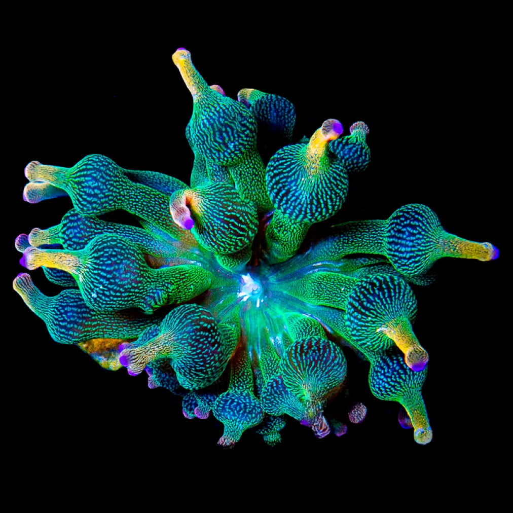 Holy Grail Bubble Tip Anemone (Aquacultured Anemones)