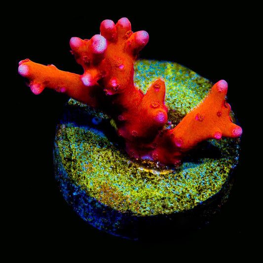 Fire Starter Montipora  (Aquacultured) Size: M 0.75" to 1" Approx Frag