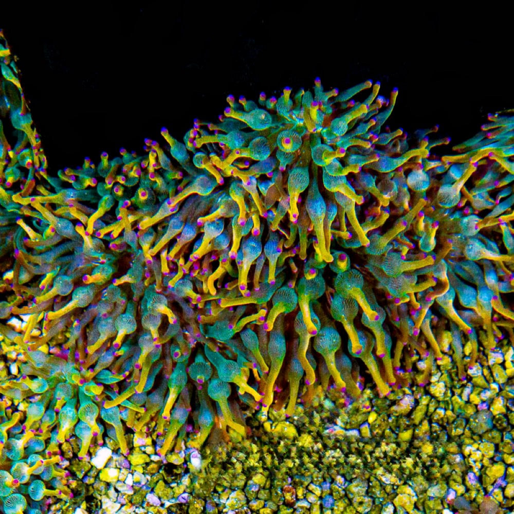 Holy Grail Bubble Tip Anemone (Aquacultured Anemones)