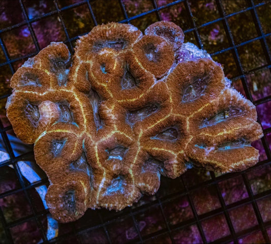 Unique Aussie Ultra Acan Bowerbankii Mother Colony UAUABMC072901 WYSIWYG