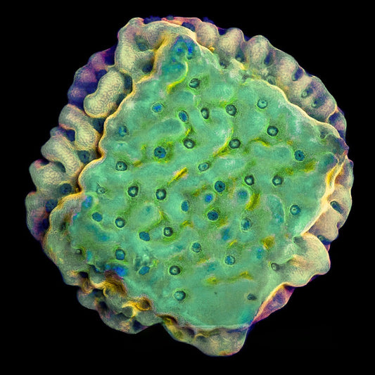 Garden of Eden Montipora  (Aquacultured) Size: M 0.75" to 1" Approx Frag