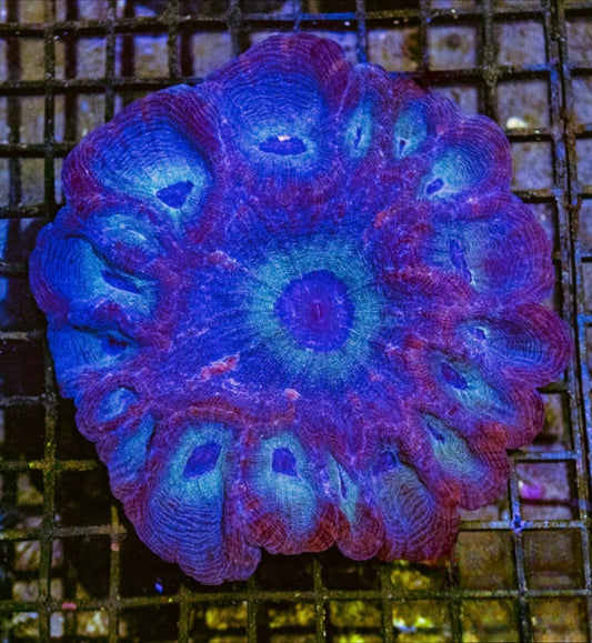 Aussie Hot Moseleya Mother Colony AHMMC072901 WYSIWYG