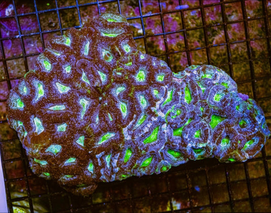 Aussie Neon Bicolor Bowerbankii Mother Colony ANBBMC072901 WYSIWYG Size: XXL/SHOW"