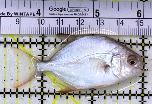 Round Pompano RP112601 WYSIWYG Size M: 2.5"