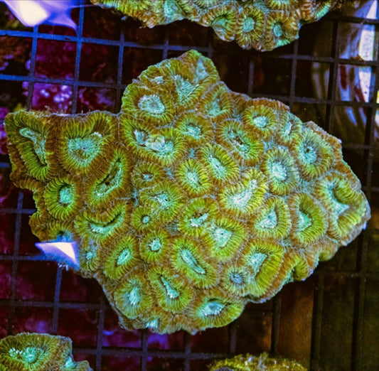Aussie Blue Green Neon Favia Mother Colony ABGNFMC072901 WYSIWYG