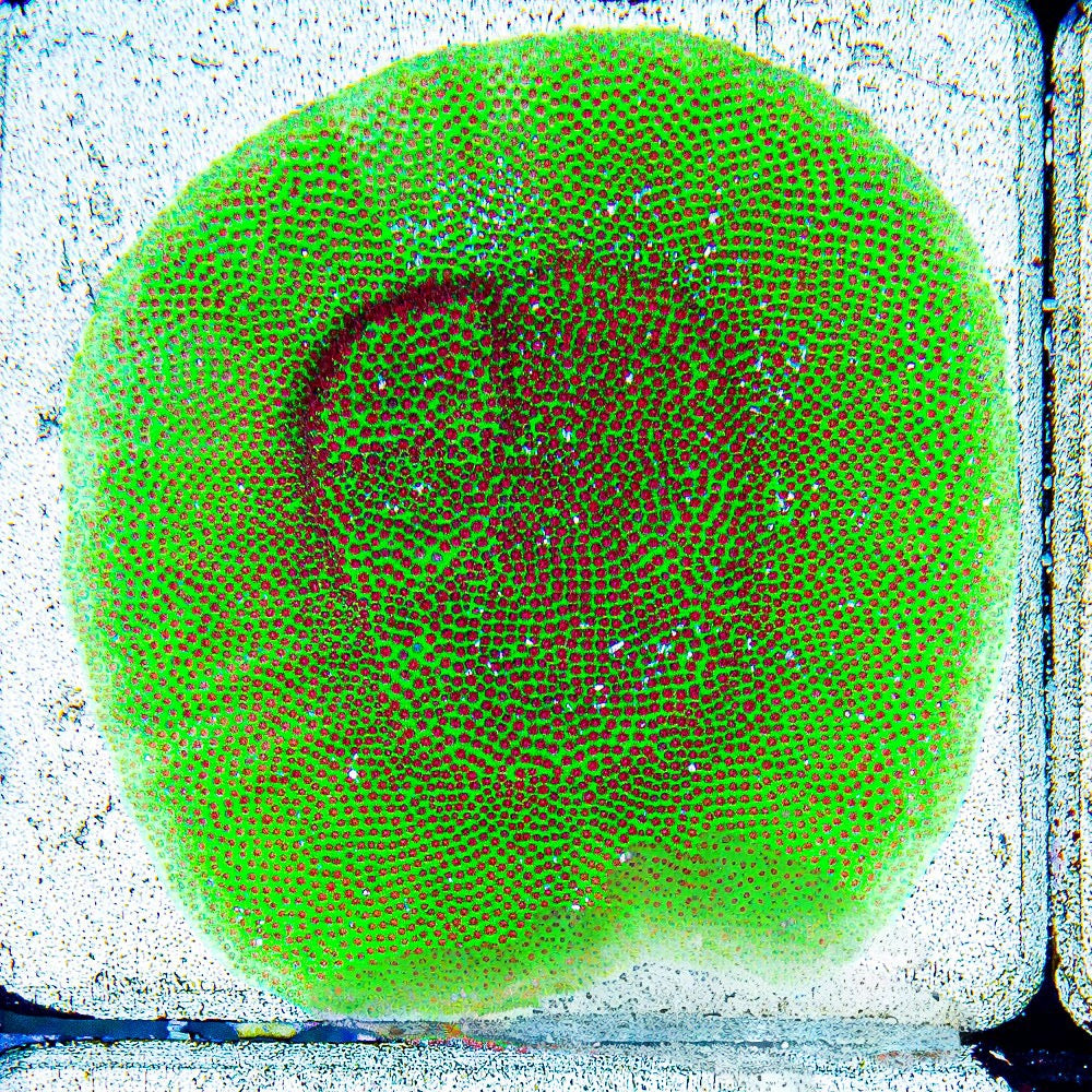 Screaming Demon Porites (Aquacultured) Size: M 0.75" to 1" Approx Frag