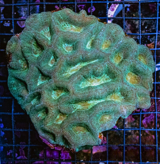 Unique Cream Green Aussie Ultra Acan Bowerbankii Mother Colony UCGAUAMCB072901 WYSIWYG