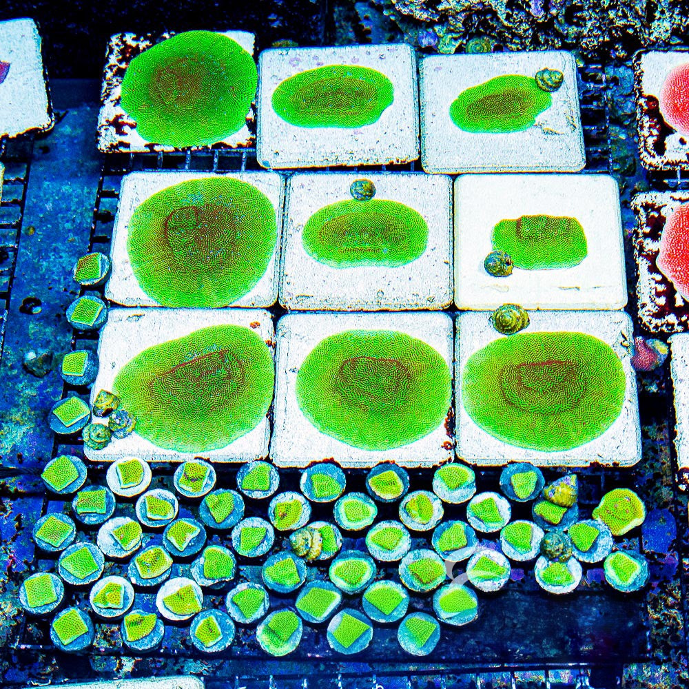 Screaming Demon Porites (Aquacultured) Size: M 0.75" to 1" Approx Frag