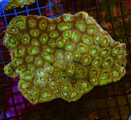Aussie Blue Green Neon Favia Mother Colony ABGNFMC072902 WYSIWYG