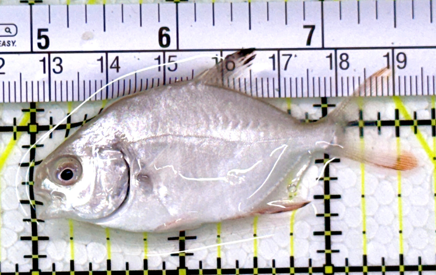 Round Pompano RP112601 WYSIWYG Size M: 2.5"