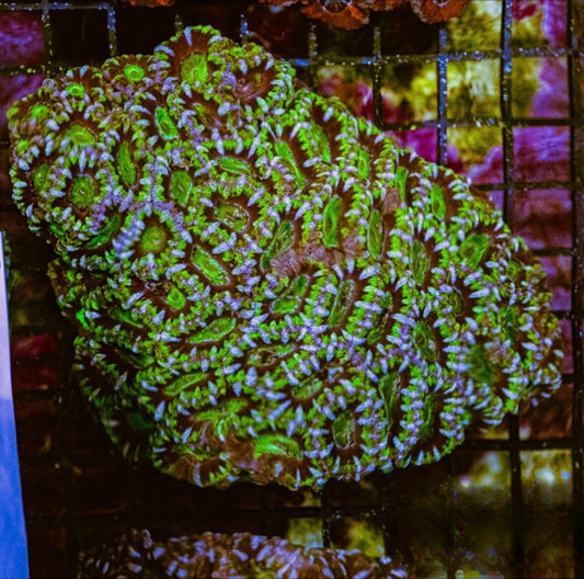 Aussie Neon Acan Lordhowensis Mother Colony ANALMC072901 WYSIWYG