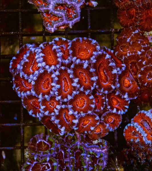 Aussie Neon Acan Lordhowensis Mother Colony ANALMC072902 WYSIWYG