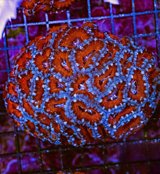 Aussie Red Acan Lordhowensis Mother Colony ARALMC072901 WYSIWYG
