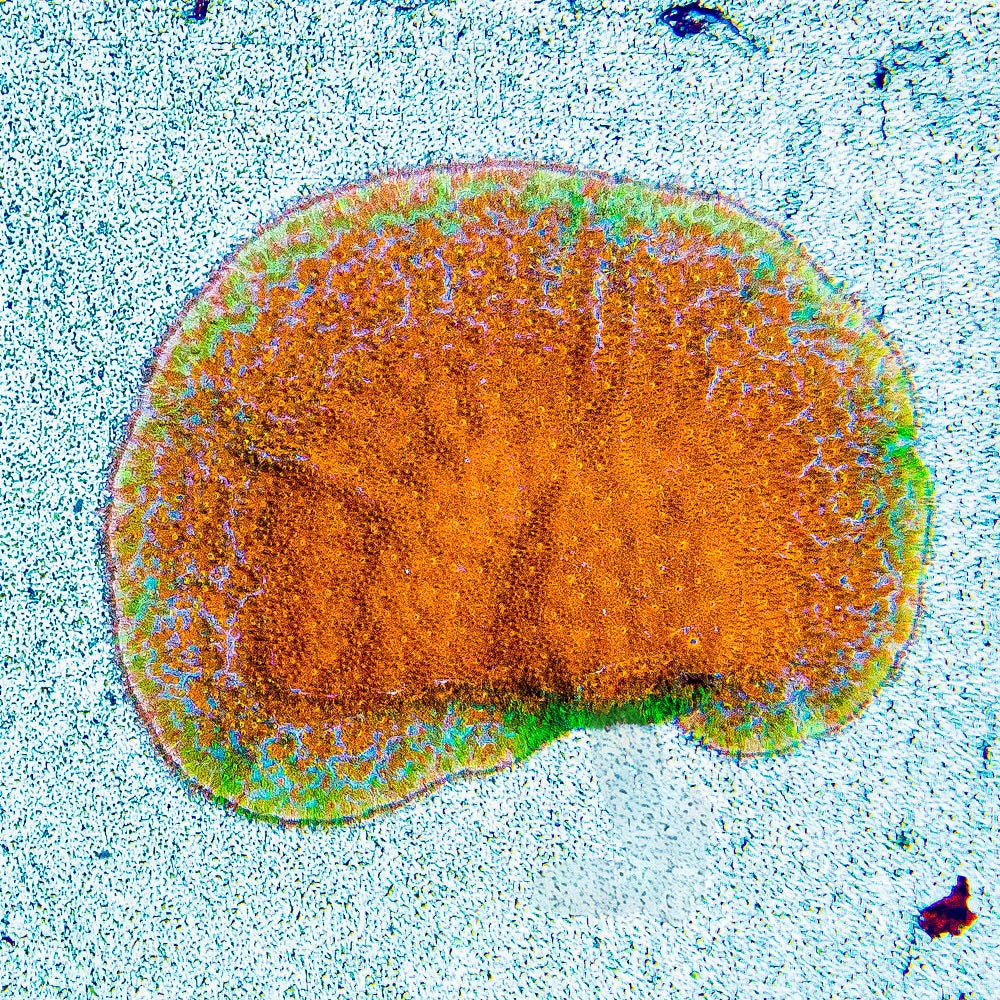 Golden Charm Psammocora (Aquacultured) Size: M 0.75" to 1" Approx Frag