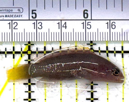 Marshall's Dottyback MD112701 WYSIWYG Size: S 2" approx