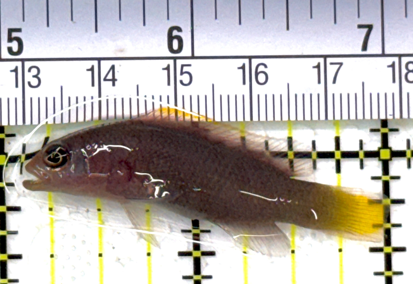 Marshall's Dottyback MD112701 WYSIWYG Size: S 2" approx