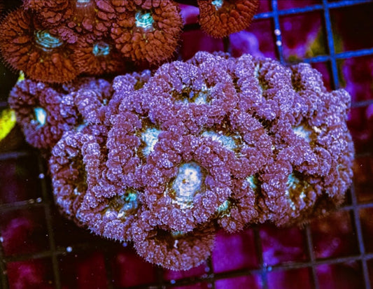 Aussie Rose Silver Blastomussa Mother Colony ARSBMC072901 WYSIWYG