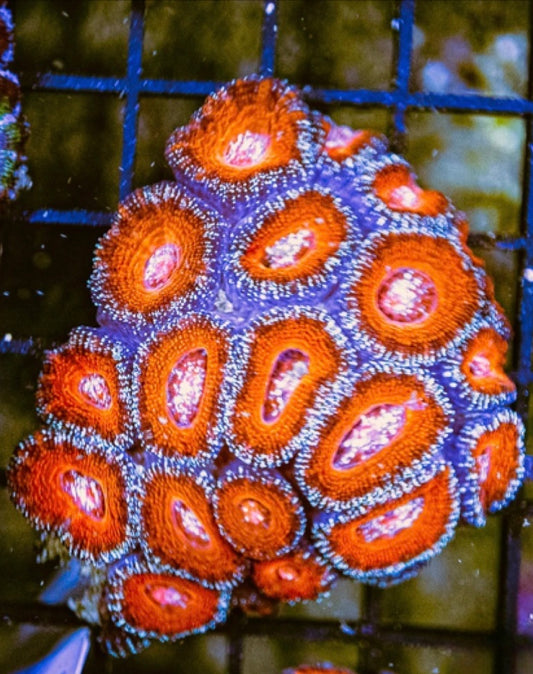 Aussie Red Acan Lordhowensis Mother Colony ARALMC072902 WYSIWYG