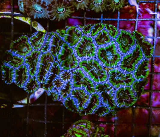 Aussie Neon Blue Green Acan Lordhowensis Mother Colony ANBGALMC072901 WYSIWYG