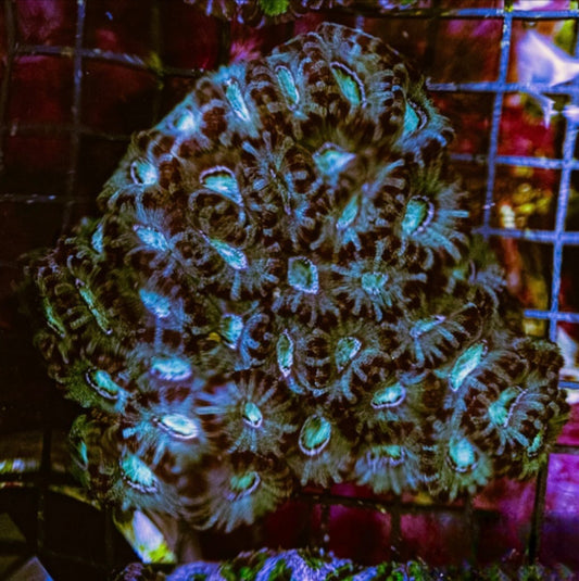 Aussie Blue Green Acan Lordhowensis Mother Colony ABGALMC072901 WYSIWYG