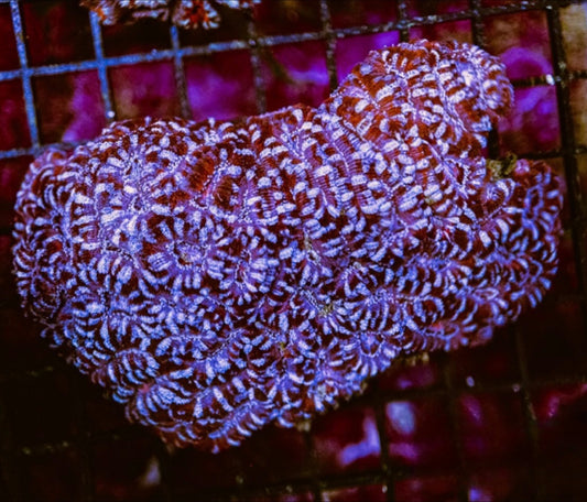 Aussie Red Silver Acan Lordhowensis Mother Colony ARSALMC072901 WYSIWYG