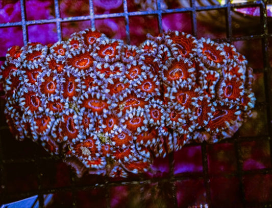 Aussie Red Acan Lordhowensis Mother Colony ARALMC072903 WYSIWYG