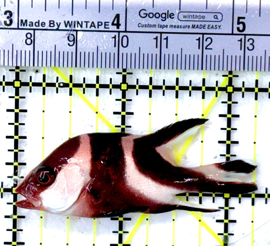 Red Emperor Snapper RES112601 WYSIWYG Size: S 2.25"