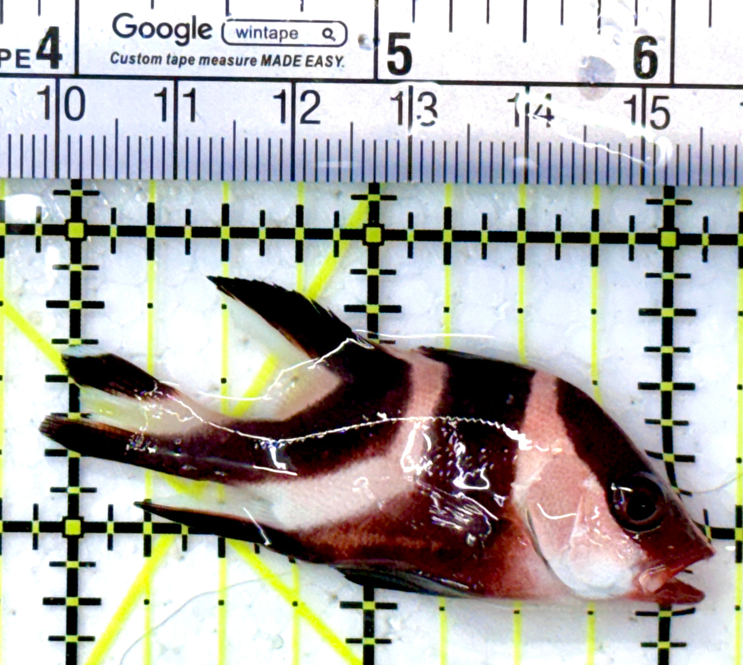 Red Emperor Snapper RES112601 WYSIWYG Size: S 2.25"