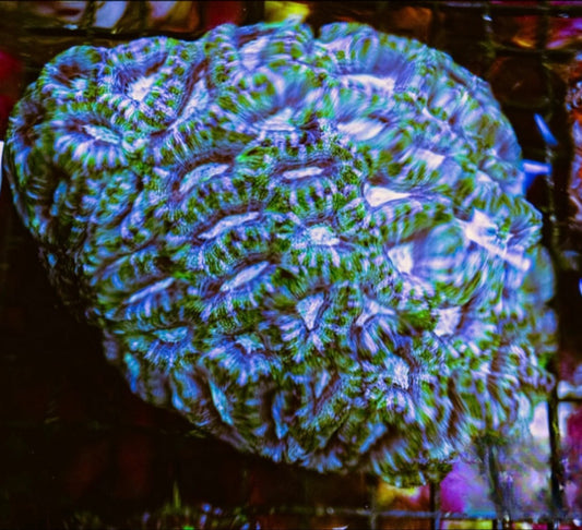 Aussie Blue Green Silver Acan Lordhowensis Mother Colony ABGSALMC072901 WYSIWYG