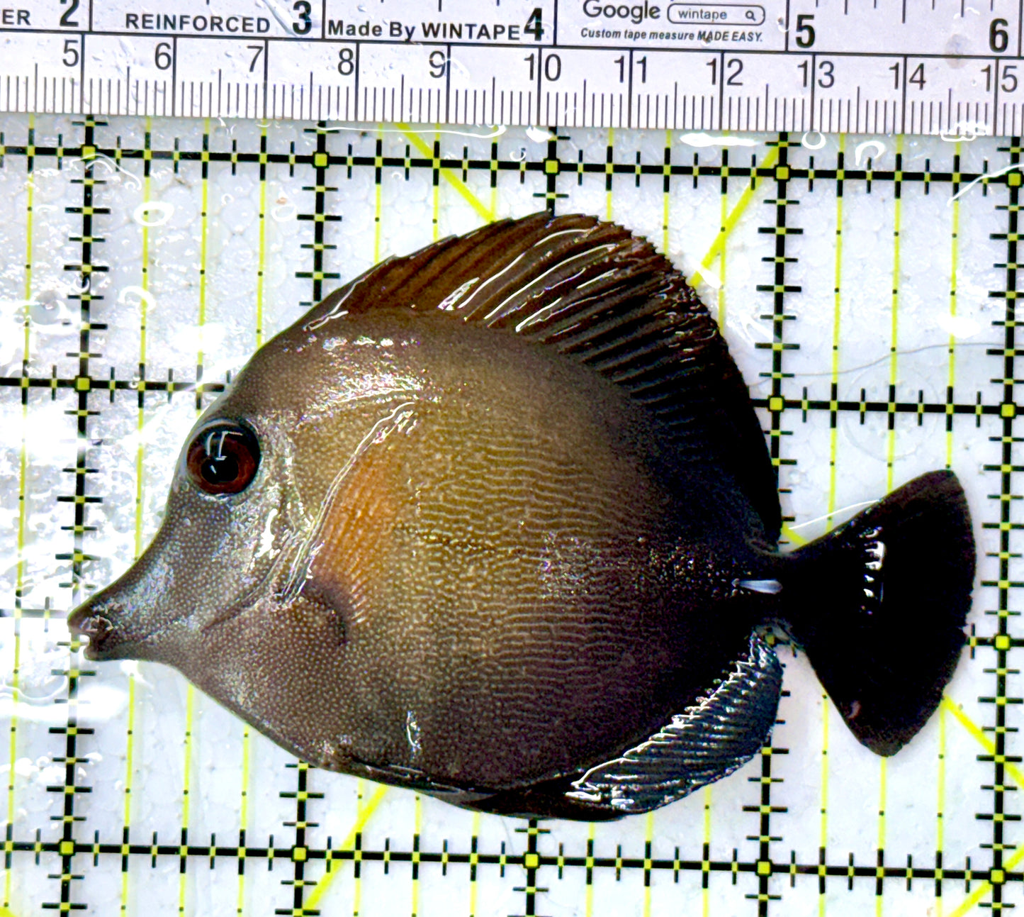 Scopas Tang ST112601 WYSIWYG Size: M 4"