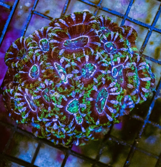 Aussie Neon Blue Acan Lordhowensis Mother Colony ANBGLMC072901 WYSIWYG