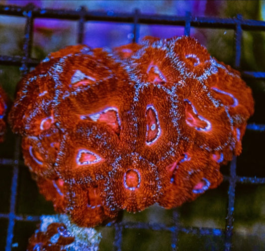 Aussie Red Acan Lordhowensis Mother Colony ARALMC072905 WYSIWYG