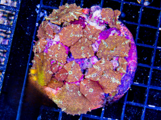 Indo Ultra Gold Leopard Mushroom Mother Colony IUGLMMC072901 WYSIWYG