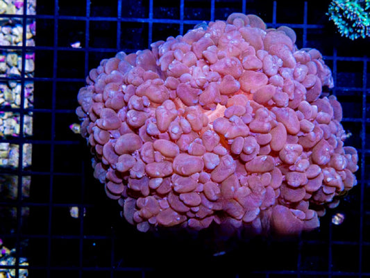 Aussie Pearl Bubble Coral Mother Colony APBCMC072901 WYSIWYG