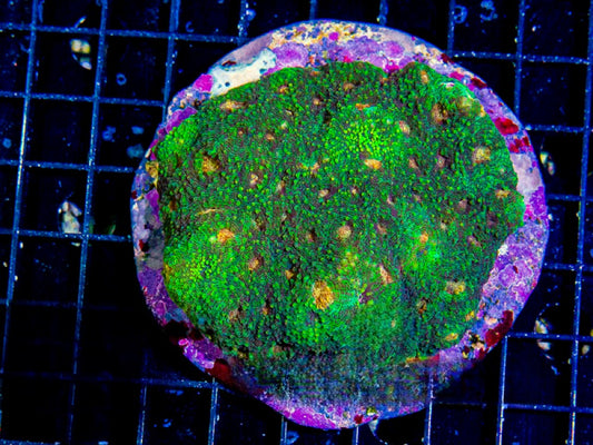 Unique Golden Eye Neon Acan Echinata Mother Colony UGENAEMC072901 WYSIWYG