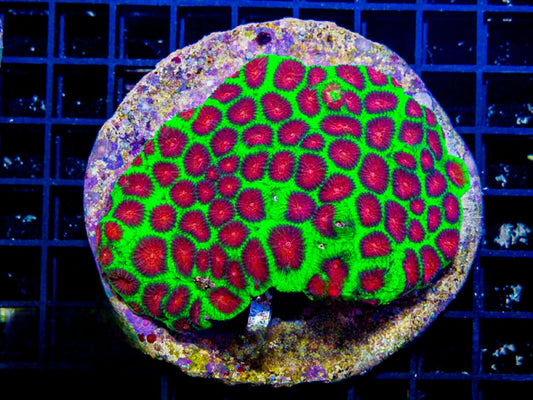 Aquacultured Neon Watermelon Favia Mother Colony ANWFMC072901 WYSIWYG