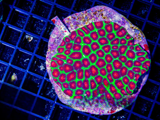 Aquacultured Neon Watermelon Favia Mother Colony ANWFMC072902 WYSIWYG