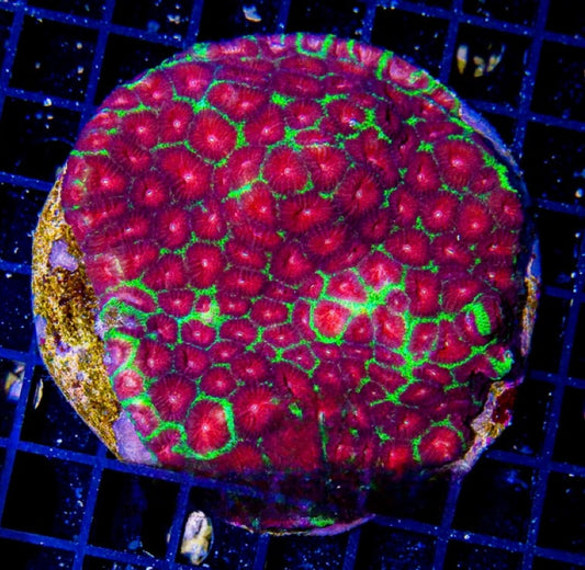 Aquacultured Neon Watermelon Favia Mother Colony ANWFMC072903 WYSIWYG