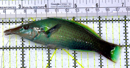 Green Bird Wrasse GBW112602 WYSIWYG Size: L 5.5"