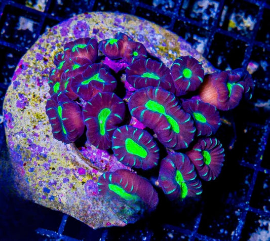 Indo Cultured Toxic Spill Candycane Mother Colony ICTSCMC072901 WYSIWYG