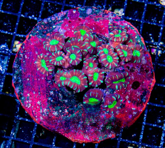 Indo Cultured Toxic Spill Candycane Mother Colony ICTSCMC072902 WYSIWYG