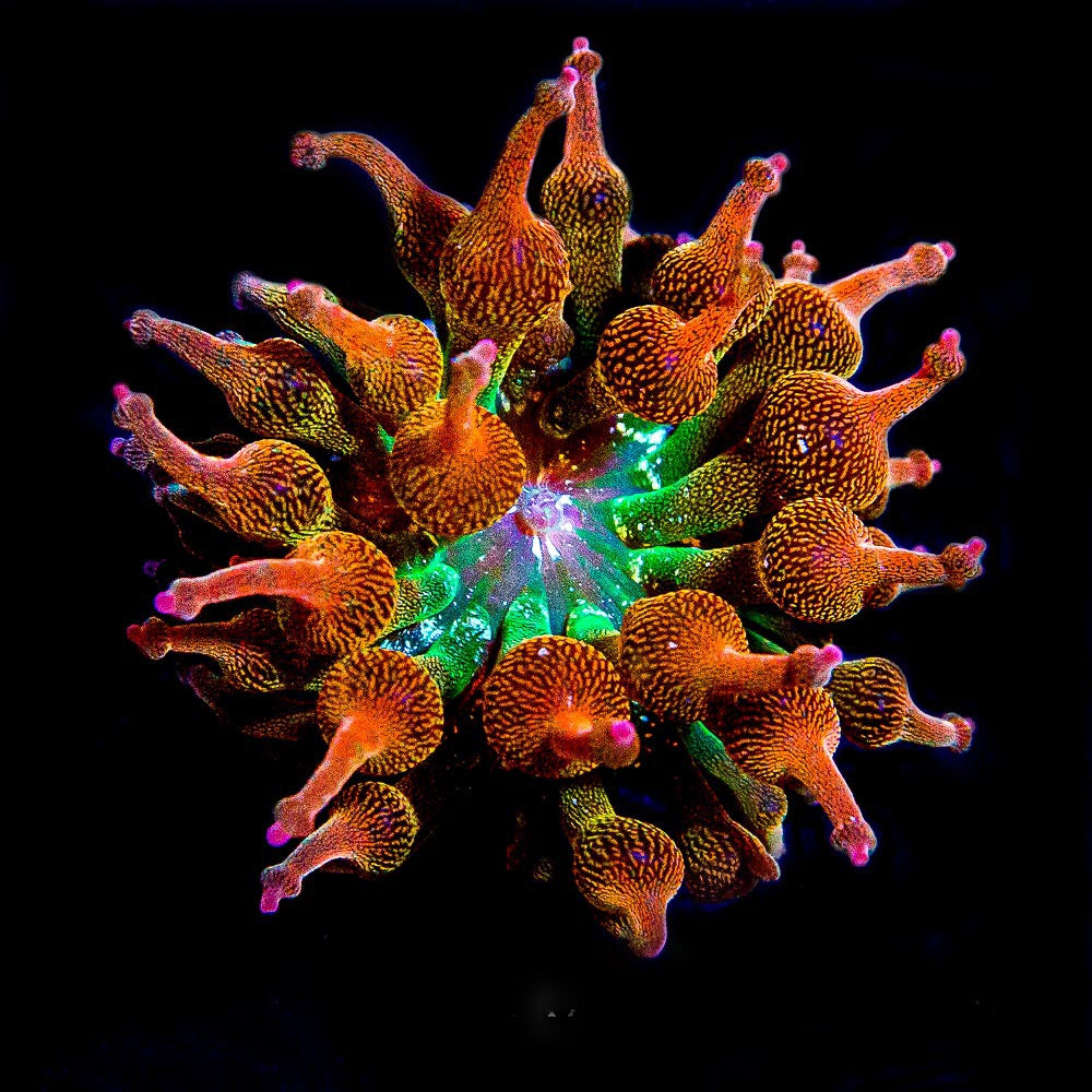 Nexus Blaze Bubble Tip Anemone (Aquacultured Anemones) Size: M 0.75" to 1" Approx