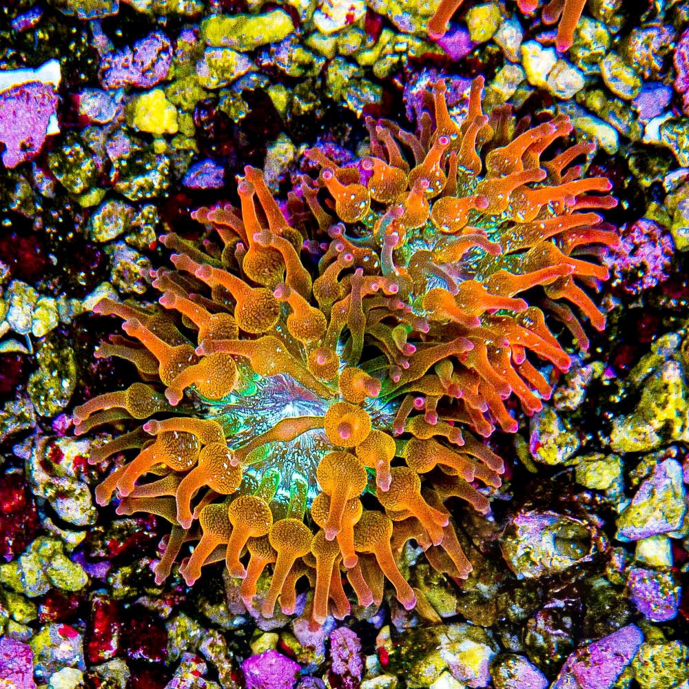 Nexus Blaze Bubble Tip Anemone (Aquacultured Anemones) Size: M 0.75" to 1" Approx