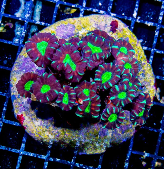 Indo Cultured Toxic Spill Candycane Mother Colony ICTSCMC072903 WYSIWYG
