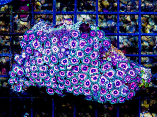 Indo Ultra Pink Zoa Mother Colony IUPZMC072901 WYSIWYG